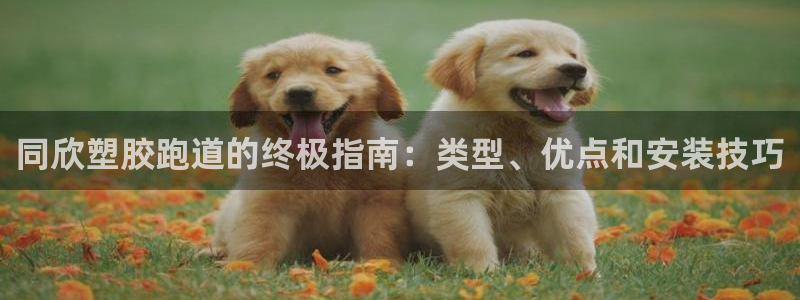 尊龙用现金娱乐一下下载旧：同欣塑胶跑道的终极指南：类型、优点和安装技巧