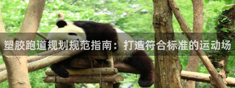 尊龙品牌怎么样：塑胶跑道规划规范指南：打造符合标准的运动场